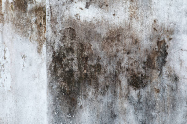 Best Basement Mold Removal  in East Richmond Heights, CA