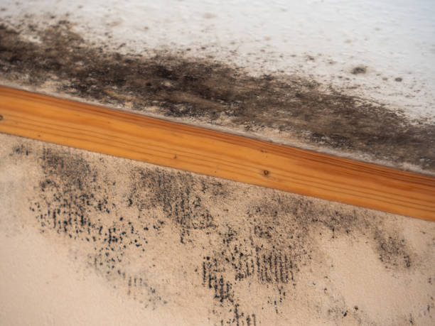 Asbestos and Lead Testing During Mold Inspection in East Richmond Heights, CA