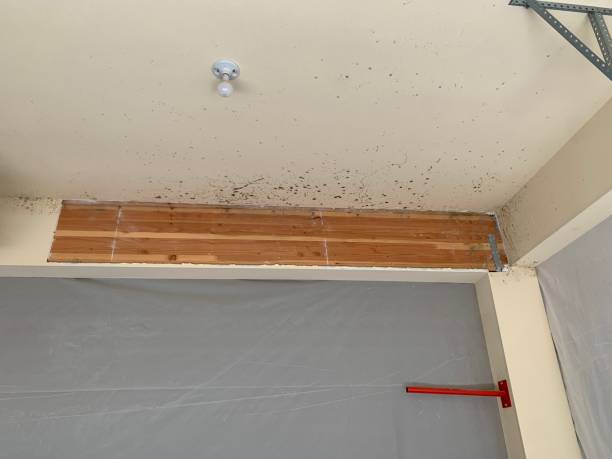 Best Biohazard Mold Removal  in East Richmond Heights, CA