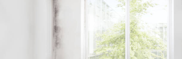Best Water Damage & Mold Remediation  in East Richmond Heights, CA