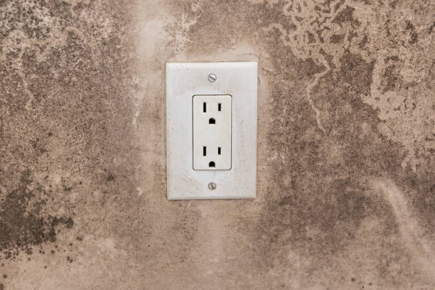 Best Black Mold Removal  in East Richmond Heights, CA