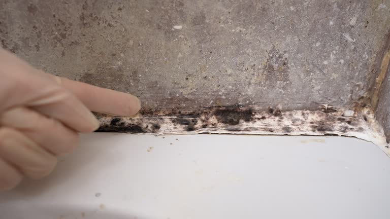 Professional Mold Removal in East Richmond Heights, CA