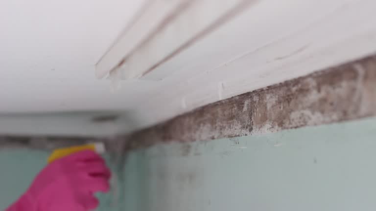 Best Commercial Mold Inspection  in East Richmond Heights, CA